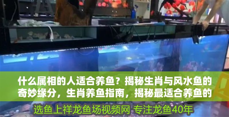 什么屬相的人適合養魚？揭秘生肖與風水魚的奇妙緣分，生肖養魚指南，揭秘最適合養魚的屬相與風水魚配對 什么屬相的人適合養魚？揭秘生肖與風水魚的奇妙緣分，生肖養魚指南，揭秘最適合養魚的屬相與風水魚配對 龍魚百科 第1張
