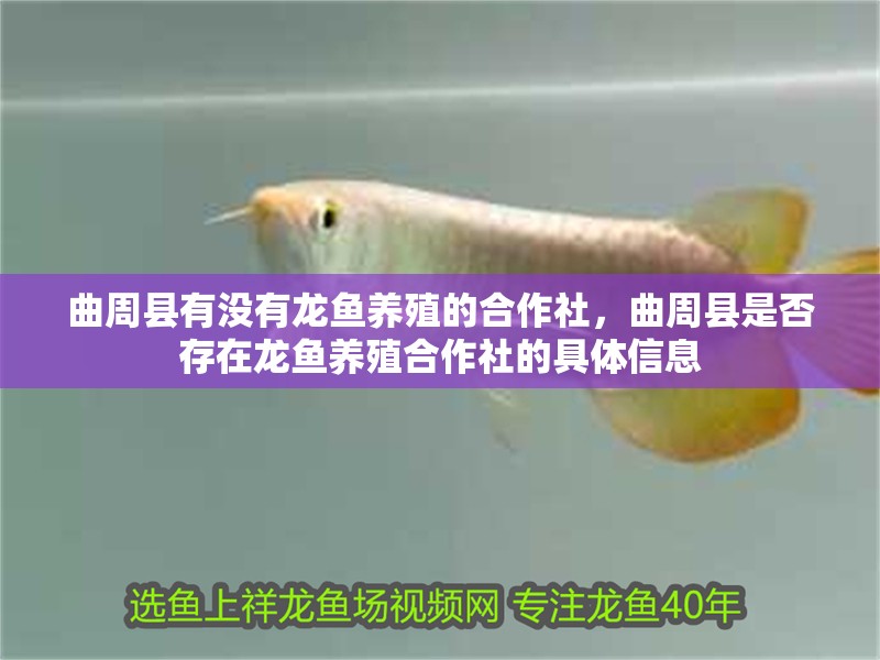 曲周縣有沒有龍魚養殖的合作社，曲周縣是否存在龍魚養殖合作社的具體信息