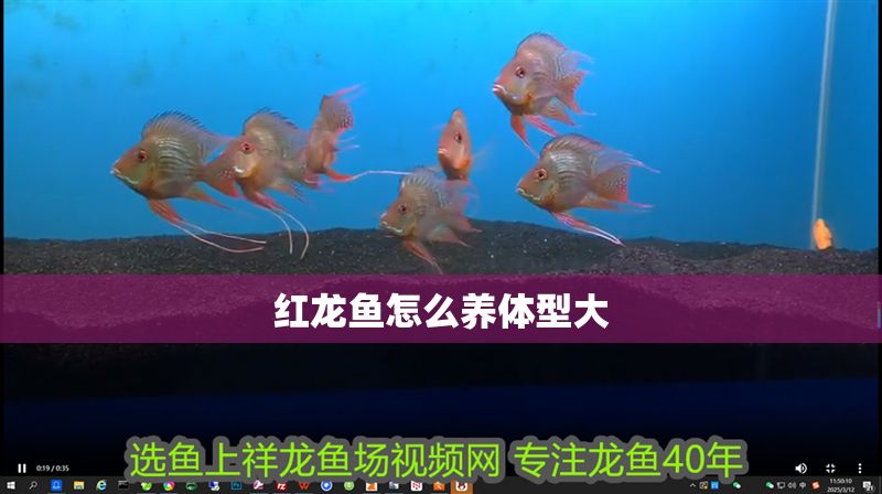 紅龍魚怎么養(yǎng)體型大