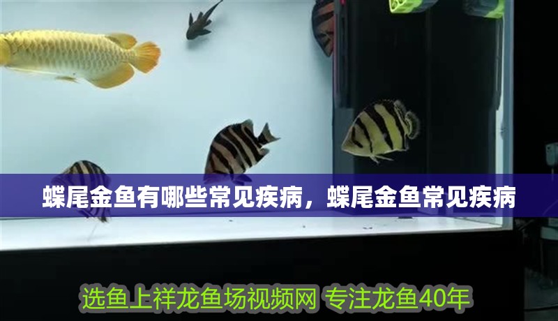 蝶尾金魚有哪些常見疾病，蝶尾金魚常見疾病