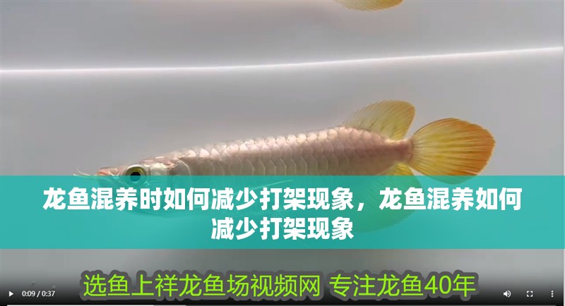 龍魚混養時如何減少打架現象,龍魚混養如何減少打架現象