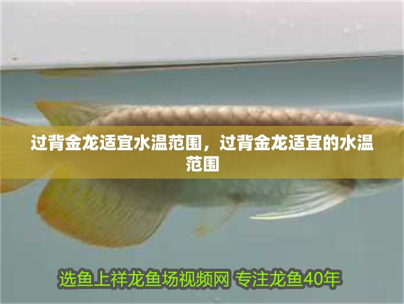 過背金龍適宜水溫范圍，過背金龍適宜的水溫范圍