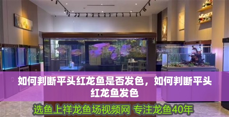 如何判斷平頭紅龍魚是否發色，如何判斷平頭紅龍魚發色
