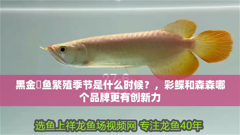 黑金魟魚繁殖季節是什么時候？，彩鰈和森森哪個品牌更有創新力