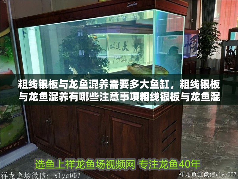 粗線銀板與龍魚混養(yǎng)需要多大魚缸，粗線銀板與龍魚混養(yǎng)有哪些注意事項(xiàng)粗線銀板與龍魚混養(yǎng)有哪些注意事項(xiàng)
