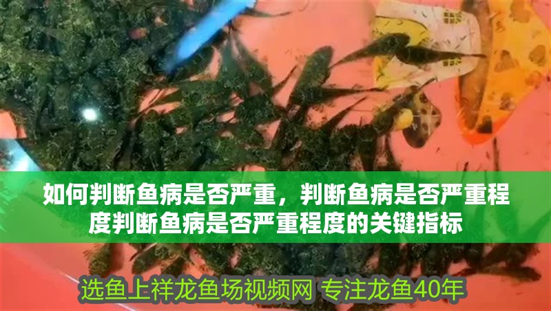 如何判斷魚病是否嚴(yán)重，判斷魚病是否嚴(yán)重程度判斷魚病是否嚴(yán)重程度的關(guān)鍵指標(biāo)