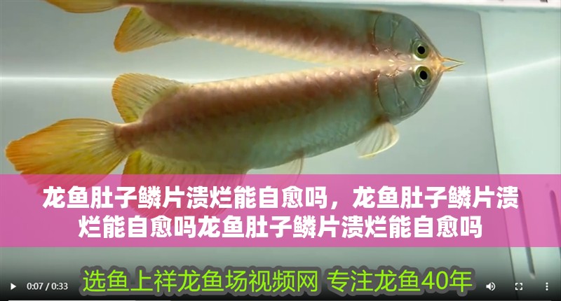 龍魚肚子鱗片潰爛能自愈嗎，龍魚肚子鱗片潰爛能自愈嗎龍魚肚子鱗片潰爛能自愈嗎