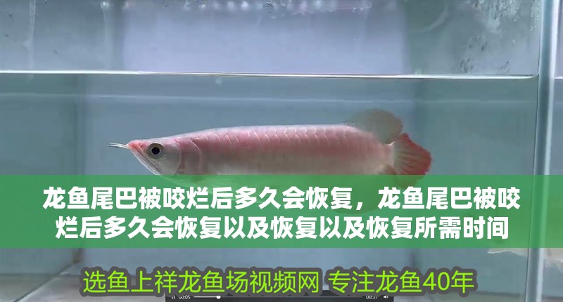 龍魚尾巴被咬爛后多久會恢復，龍魚尾巴被咬爛后多久會恢復以及恢復以及恢復所需時間