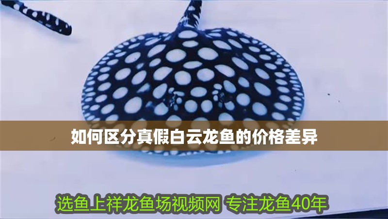 如何區分真假白云龍魚的價格差異