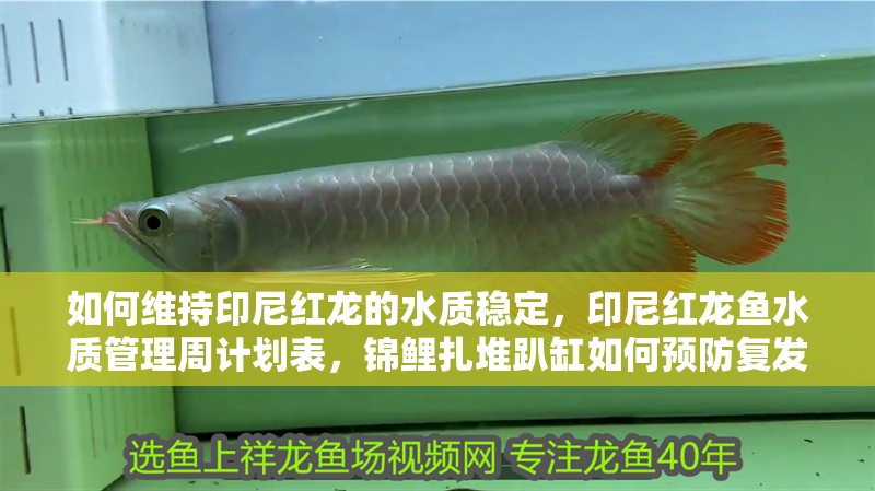 如何維持印尼紅龍的水質穩定，印尼紅龍魚水質管理周計劃表，錦鯉扎堆趴缸如何預防復發
