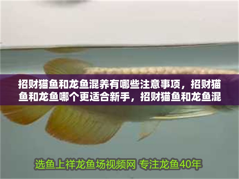 招財貓魚和龍魚混養有哪些注意事項，招財貓魚和龍魚哪個更適合新手，招財貓魚和龍魚混養成功案例分享
