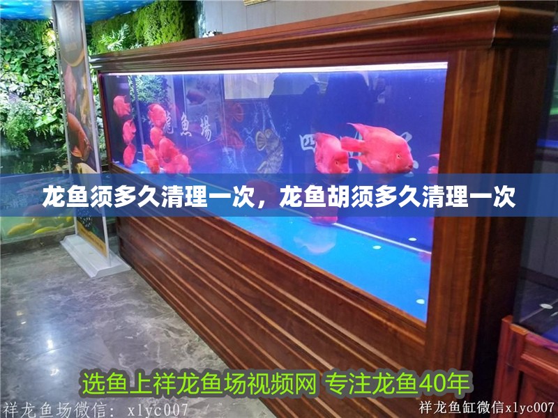 龍魚須多久清理一次，龍魚胡須多久清理一次