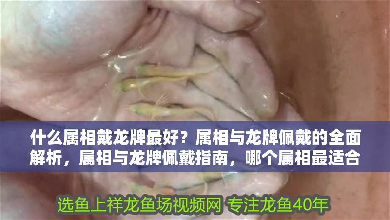 什么屬相戴龍牌最好？屬相與龍牌佩戴的全面解析，屬相與龍牌佩戴指南，哪個屬相最適合戴龍牌？