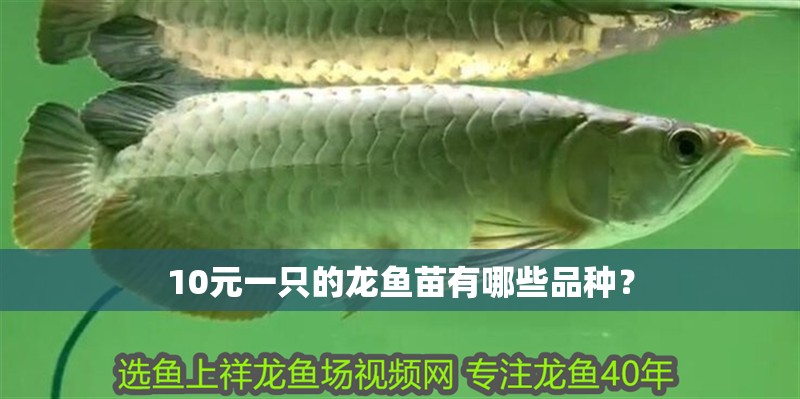 10元一只的龍魚苗有哪些品種？