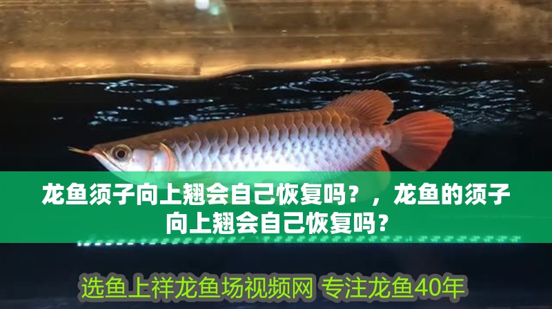 龍魚須子向上翹會自己恢復(fù)嗎？，龍魚的須子向上翹會自己恢復(fù)嗎？