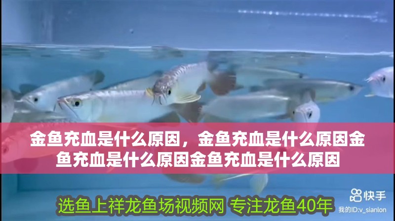 金魚充血是什么原因，金魚充血是什么原因金魚充血是什么原因金魚充血是什么原因
