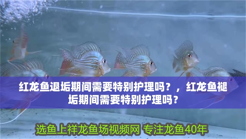 紅龍魚退垢期間需要特別護理嗎？，紅龍魚褪垢期間需要特別護理嗎？