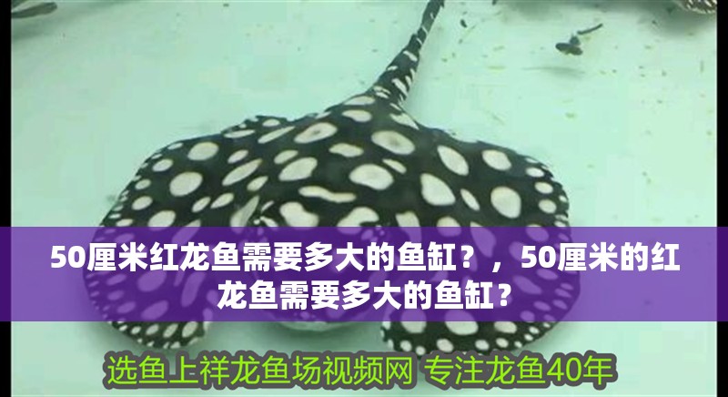 50厘米紅龍魚需要多大的魚缸？，50厘米的紅龍魚需要多大的魚缸？