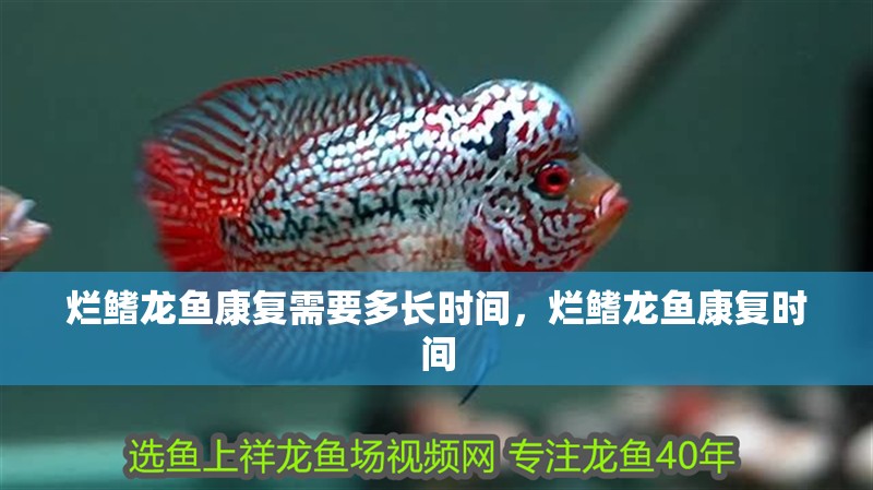 爛鰭龍魚康復需要多長時間，爛鰭龍魚康復時間
