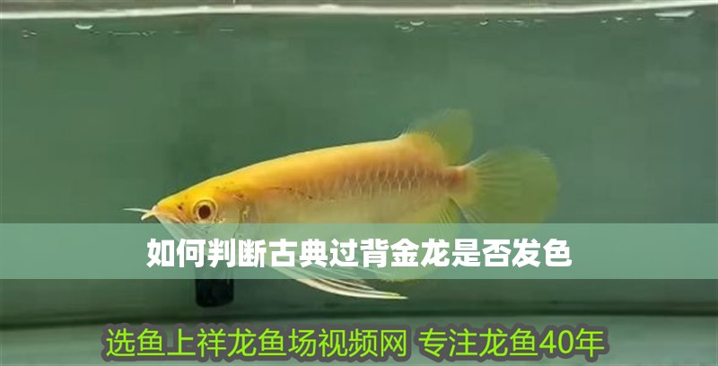 如何判斷古典過背金龍是否發色