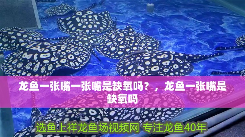 龍魚(yú)一張嘴一張嘴是缺氧嗎？，龍魚(yú)一張嘴是缺氧嗎