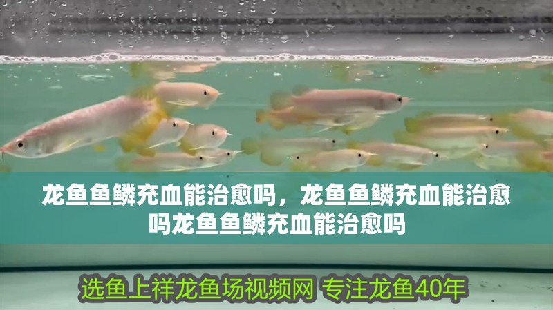 龍魚魚鱗充血能治愈嗎，龍魚魚鱗充血能治愈嗎龍魚魚鱗充血能治愈嗎