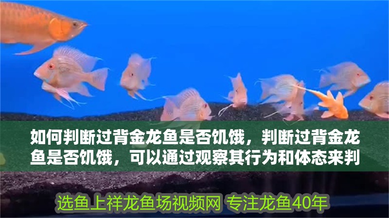 如何判斷過背金龍魚是否饑餓，判斷過背金龍魚是否饑餓，可以通過觀察其行為和體態來判斷