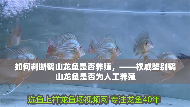如何判斷鶴山龍魚是否養殖，——權威鑒別鶴山龍魚是否為人工養殖