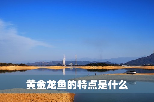 黃金龍魚的特點是什么