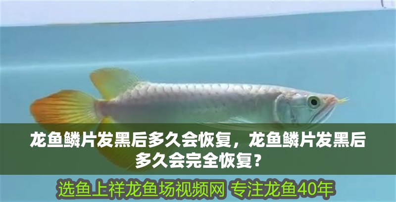 龍魚鱗片發黑后多久會恢復，龍魚鱗片發黑后多久會完全恢復？