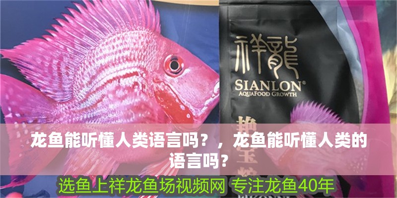 龍魚能聽懂人類語言嗎？，龍魚能聽懂人類的語言嗎？