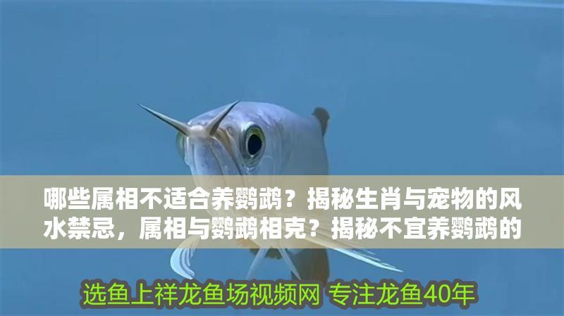 哪些屬相不適合養鸚鵡？揭秘生肖與寵物的風水禁忌，屬相與鸚鵡相克？揭秘不宜養鸚鵡的生肖風水禁忌