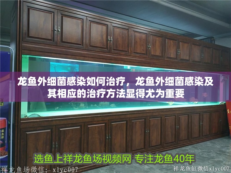 龍魚外細菌感染如何治療，龍魚外細菌感染及其相應的治療方法顯得尤為重要