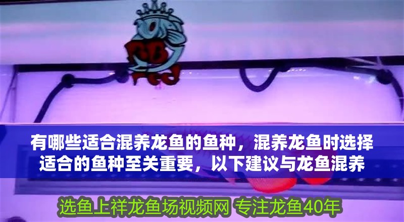 有哪些適合混養(yǎng)龍魚(yú)的魚(yú)種，混養(yǎng)龍魚(yú)時(shí)選擇適合的魚(yú)種至關(guān)重要，以下建議與龍魚(yú)混養(yǎng)