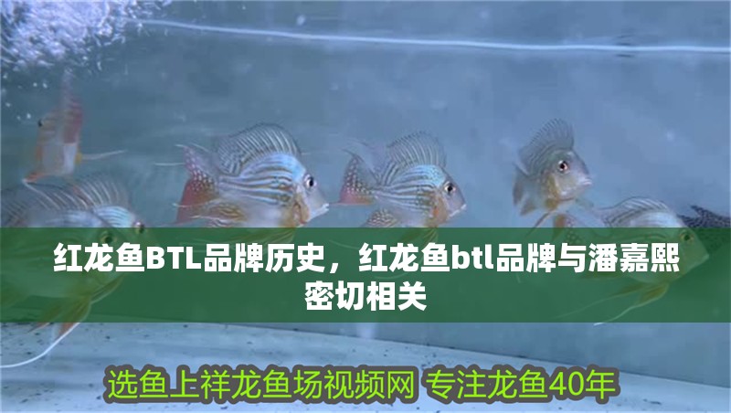 紅龍魚BTL品牌歷史，紅龍魚btl品牌與潘嘉熙密切相關