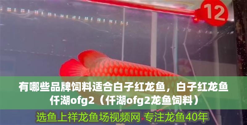 有哪些品牌飼料適合白子紅龍魚，白子紅龍魚仟湖ofg2（仟湖ofg2龍魚飼料）