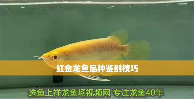 紅金龍魚(yú)品種鑒別技巧