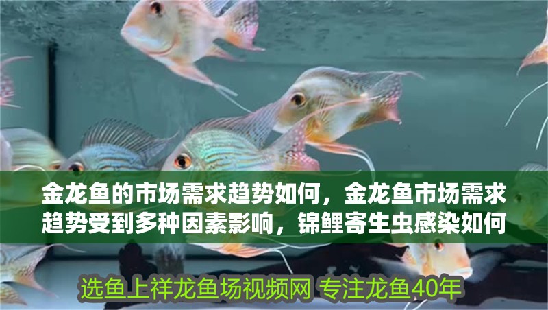 金龍魚的市場需求趨勢如何，金龍魚市場需求趨勢受到多種因素影響，錦鯉寄生蟲感染如何治療
