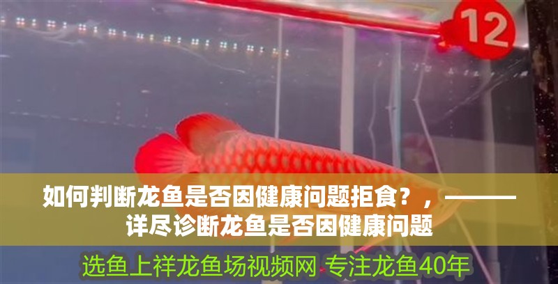 如何判斷龍魚是否因健康問題拒食？，———詳盡診斷龍魚是否因健康問題