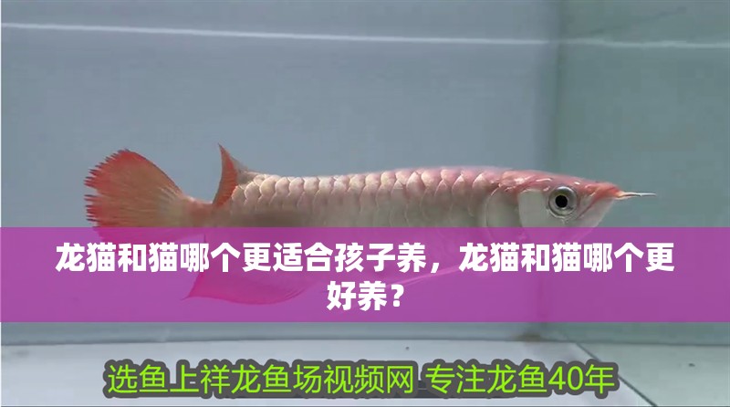 龍貓和貓哪個更適合孩子養，龍貓和貓哪個更好養？