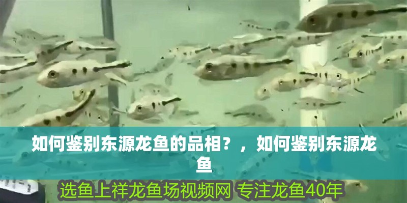 如何鑒別東源龍魚的品相？，如何鑒別東源龍魚