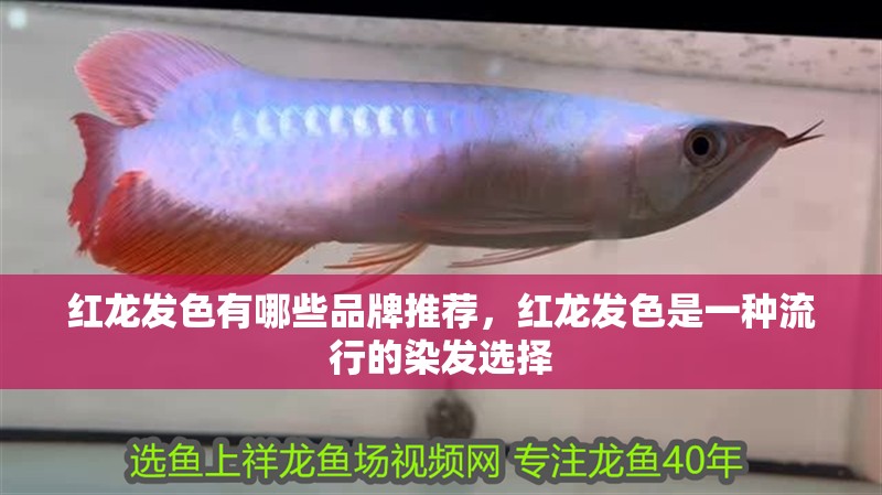 紅龍發色有哪些品牌推薦，紅龍發色是一種流行的染發選擇