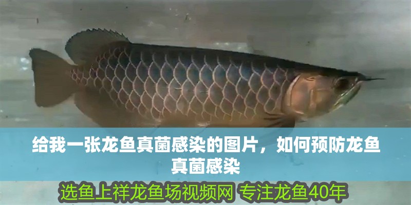 給我一張龍魚真菌感染的圖片，如何預防龍魚真菌感染