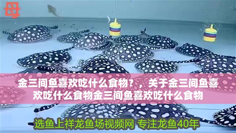 金三間魚喜歡吃什么食物？，關于金三間魚喜歡吃什么食物金三間魚喜歡吃什么食物