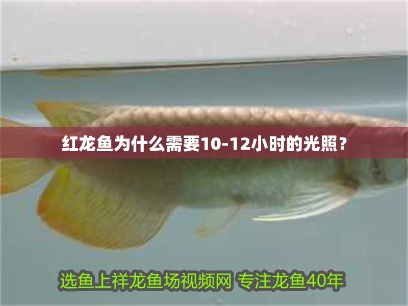 紅龍魚為什么需要10-12小時的光照？