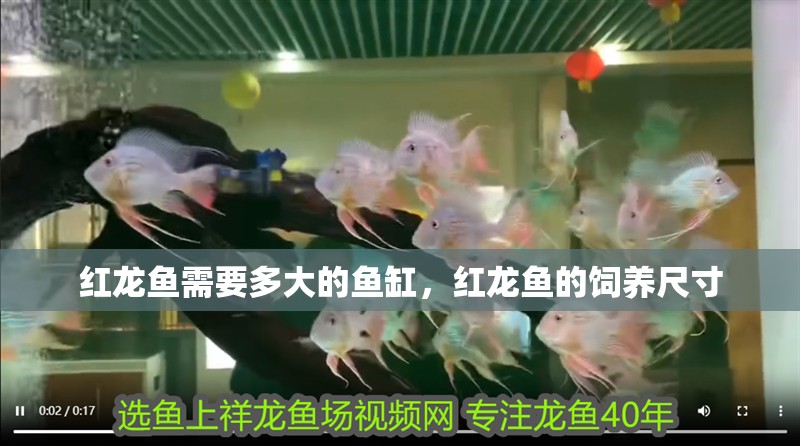 紅龍魚需要多大的魚缸，紅龍魚的飼養(yǎng)尺寸