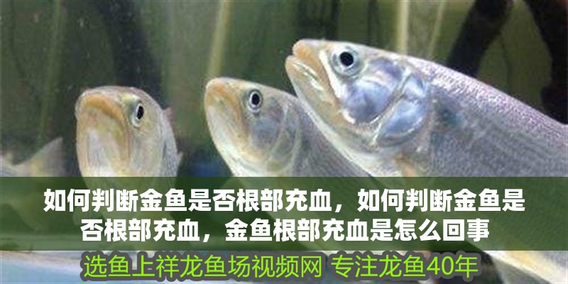 如何判斷金魚是否根部充血，如何判斷金魚是否根部充血，金魚根部充血是怎么回事