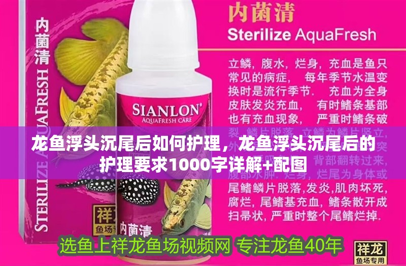 龍魚浮頭沉尾后如何護理，龍魚浮頭沉尾后的護理要求1000字詳解+配圖