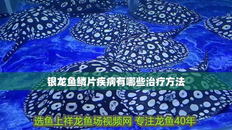 銀龍魚鱗片疾病有哪些治療方法
