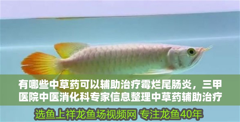 有哪些中草藥可以輔助治療霉爛尾腸炎，三甲醫院中醫消化科專家信息整理中草藥輔助治療霉爛尾腸炎